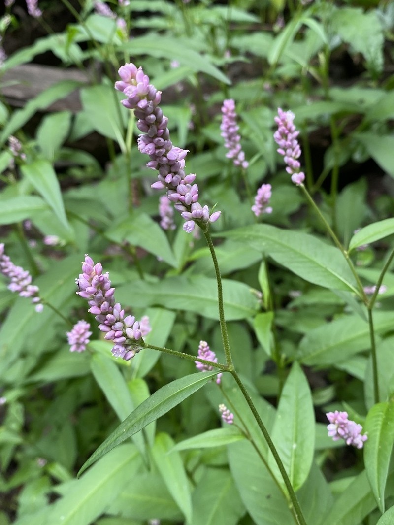 Pennsylvania Smartweed