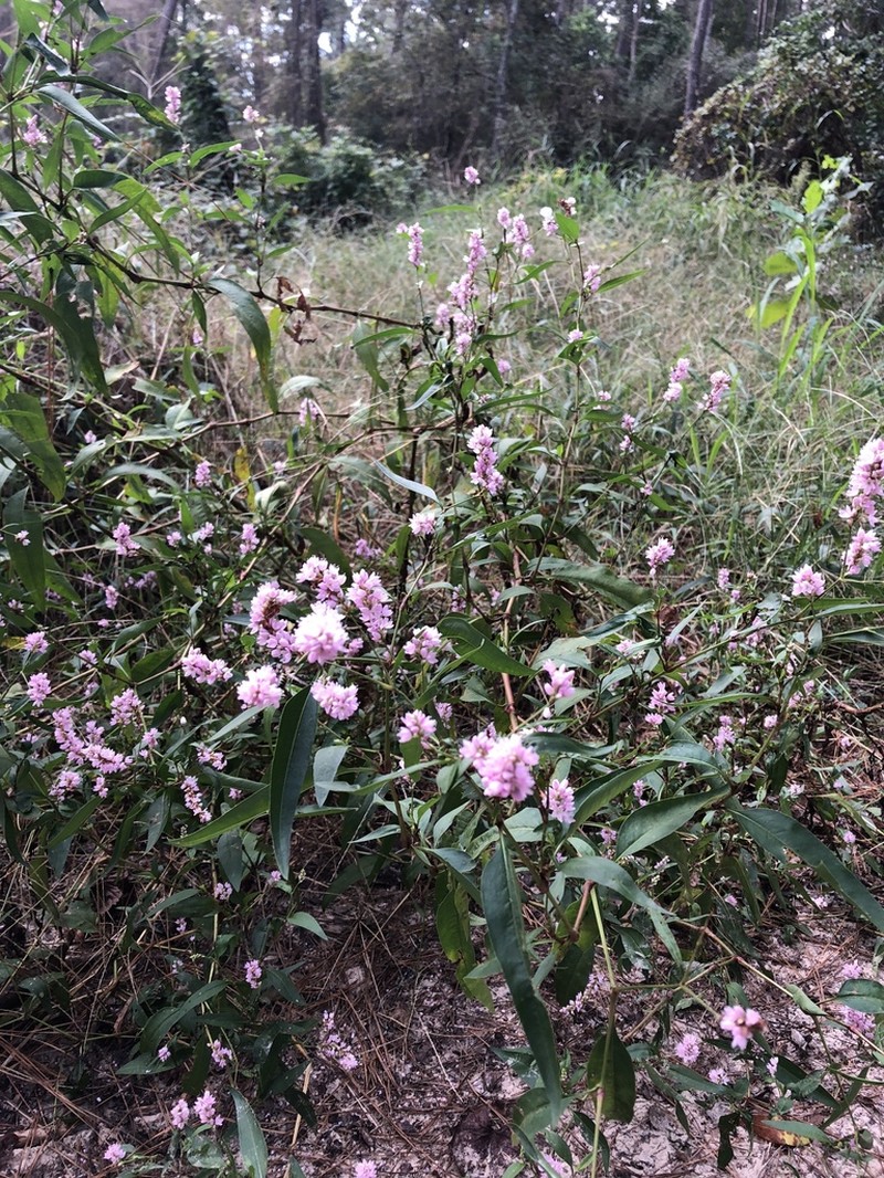 Pennsylvania Smartweed photo 3