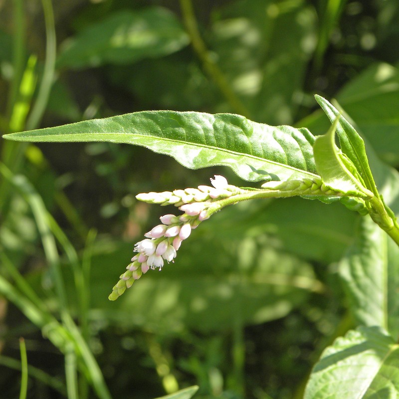 Pennsylvania Smartweed photo 4