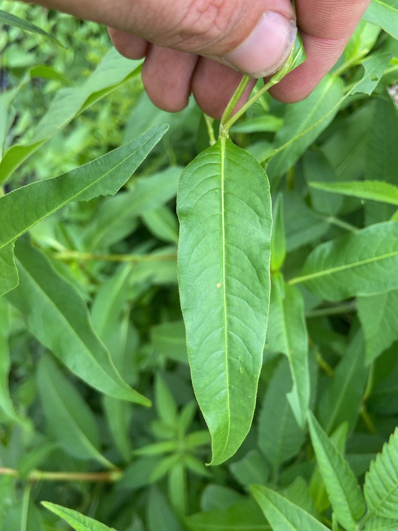 Pennsylvania Smartweed photo 5