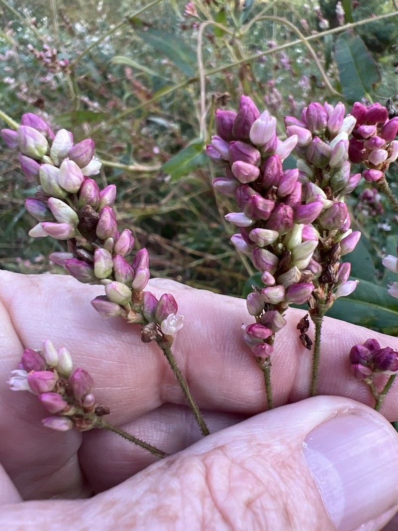 Pennsylvania Smartweed photo 6