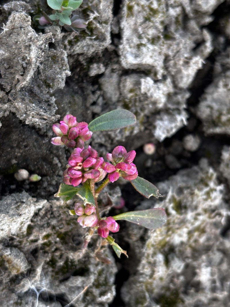 Pennsylvania Smartweed photo 7