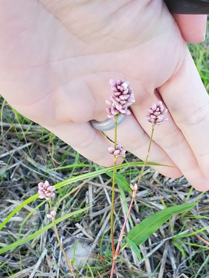 Pennsylvania Smartweed photo 8