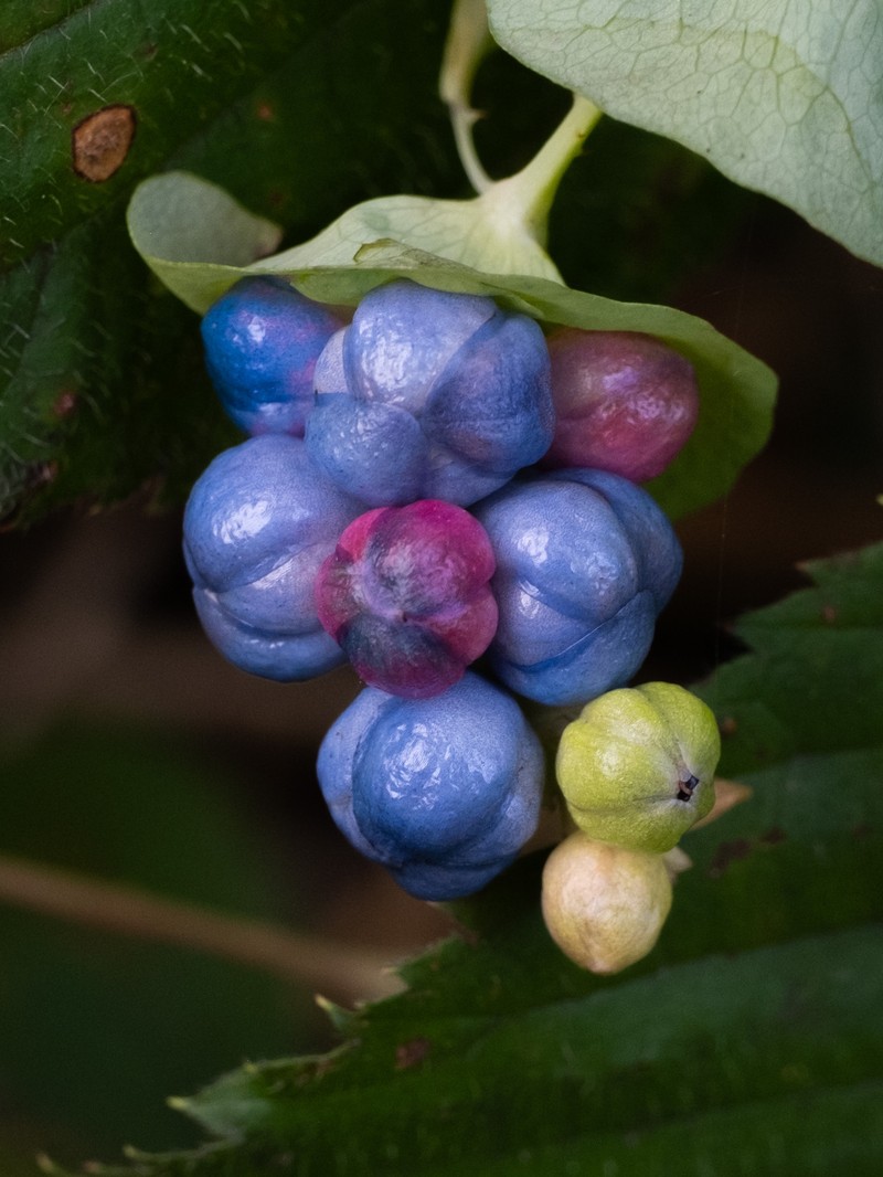 Asiatic Tearthumb photo 6