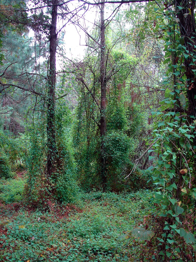 Asiatic Tearthumb photo 8