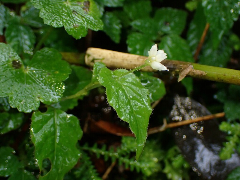 Persicaria pilushanensis photo 2