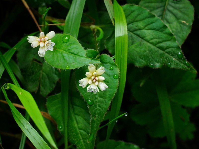 Persicaria pilushanensis photo 3