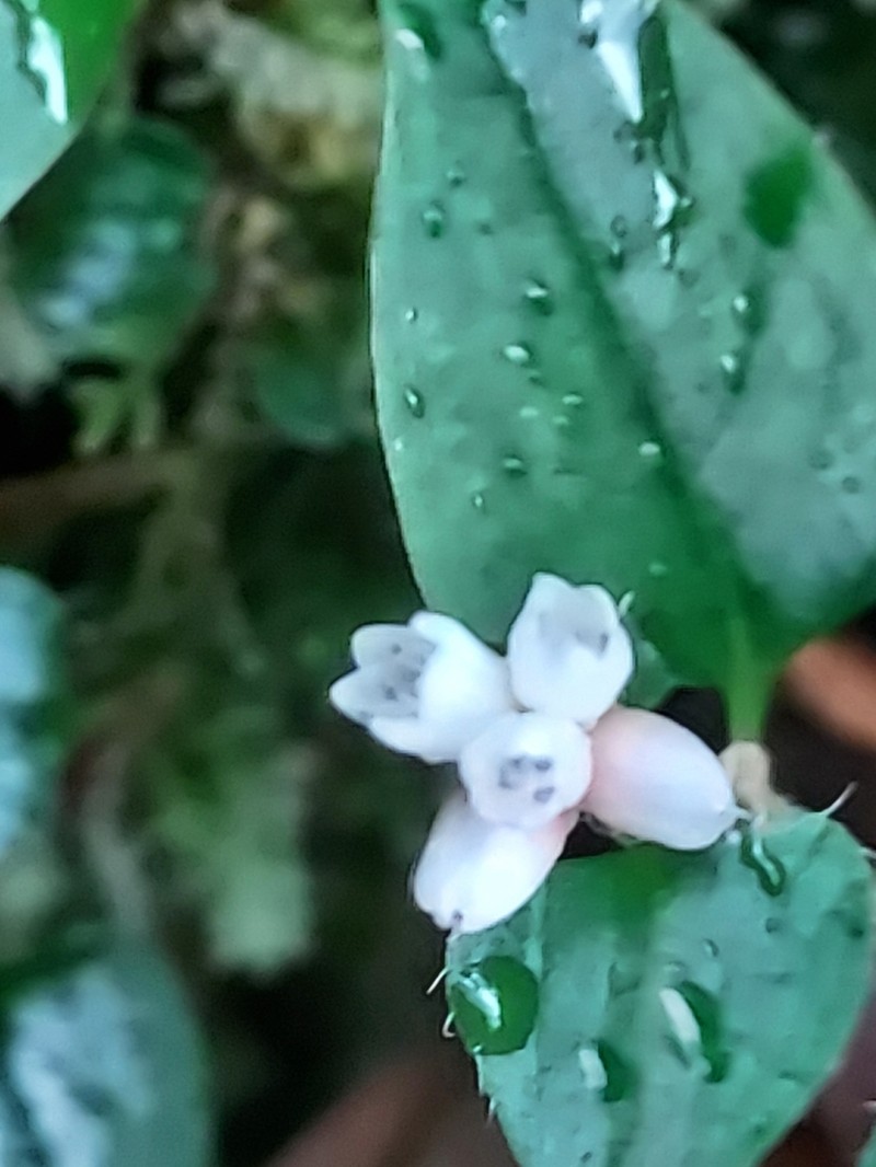 Persicaria pilushanensis photo 4