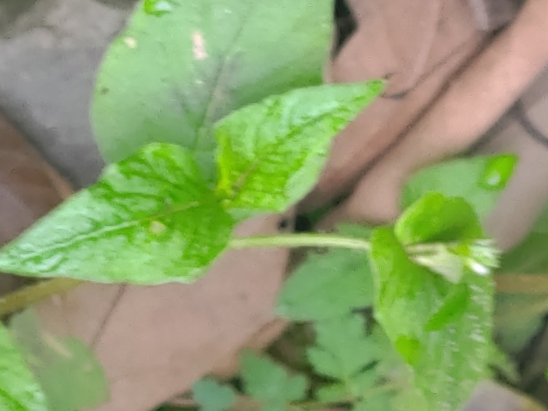 Persicaria pilushanensis photo 5