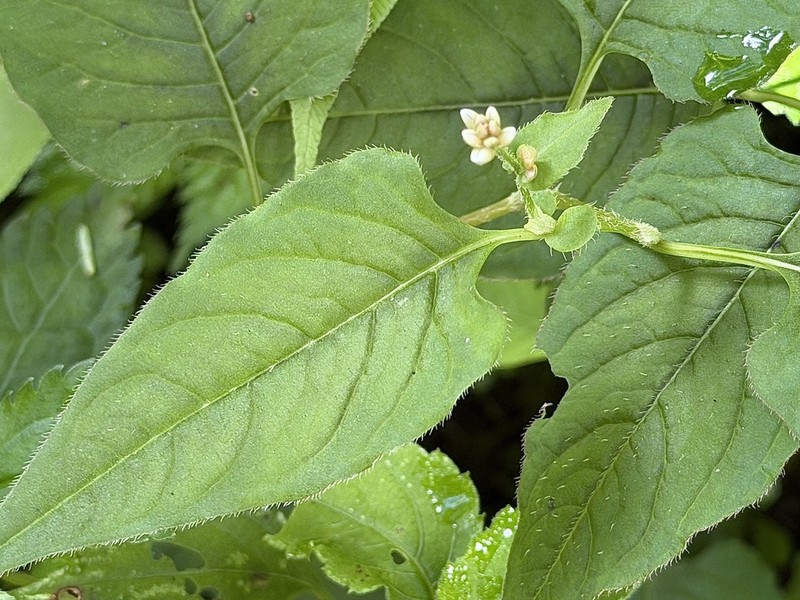 Persicaria pilushanensis photo 6
