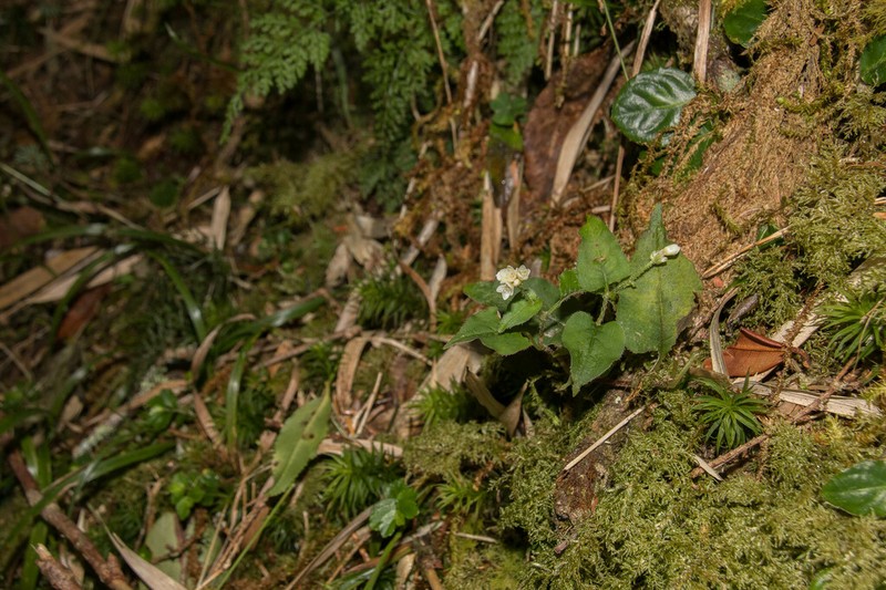 Persicaria pilushanensis photo 7
