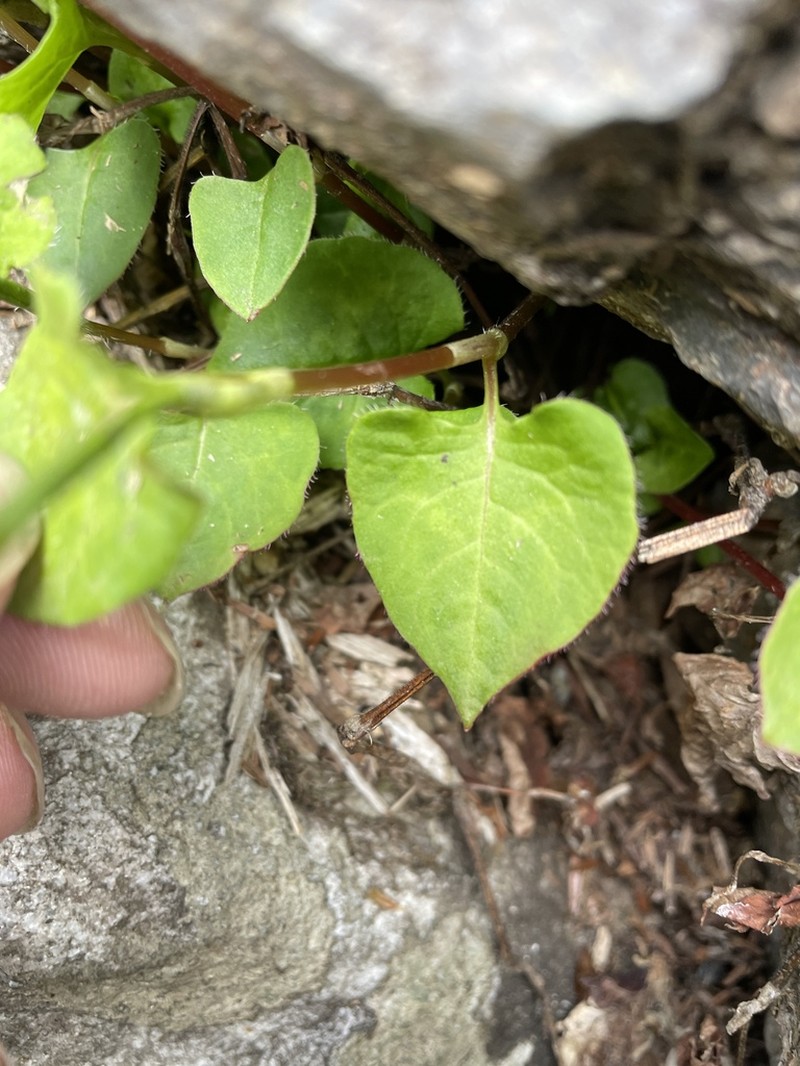Persicaria pilushanensis photo 8