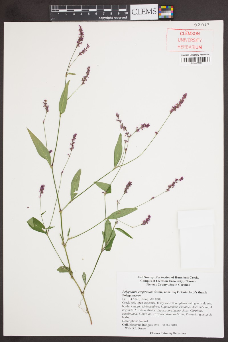 Persicaria posumbu subsp. posumbu