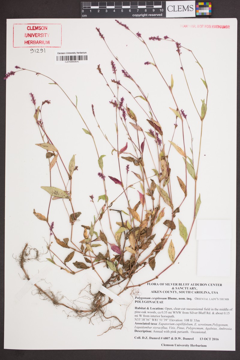 Persicaria posumbu subsp. posumbu photo 2