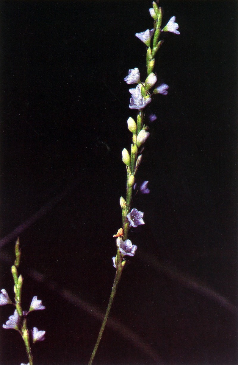 Dotted Smartweed