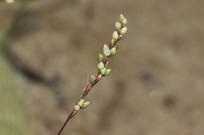 Dotted Smartweed photo 3