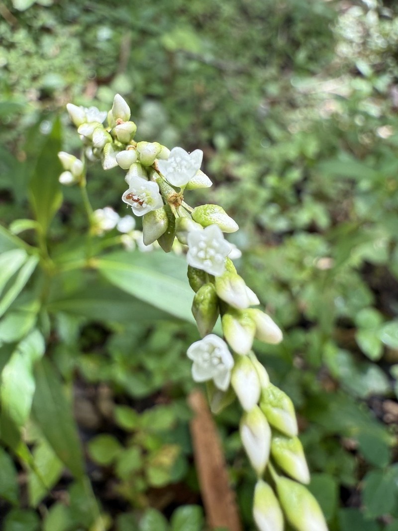 Dotted Smartweed photo 4