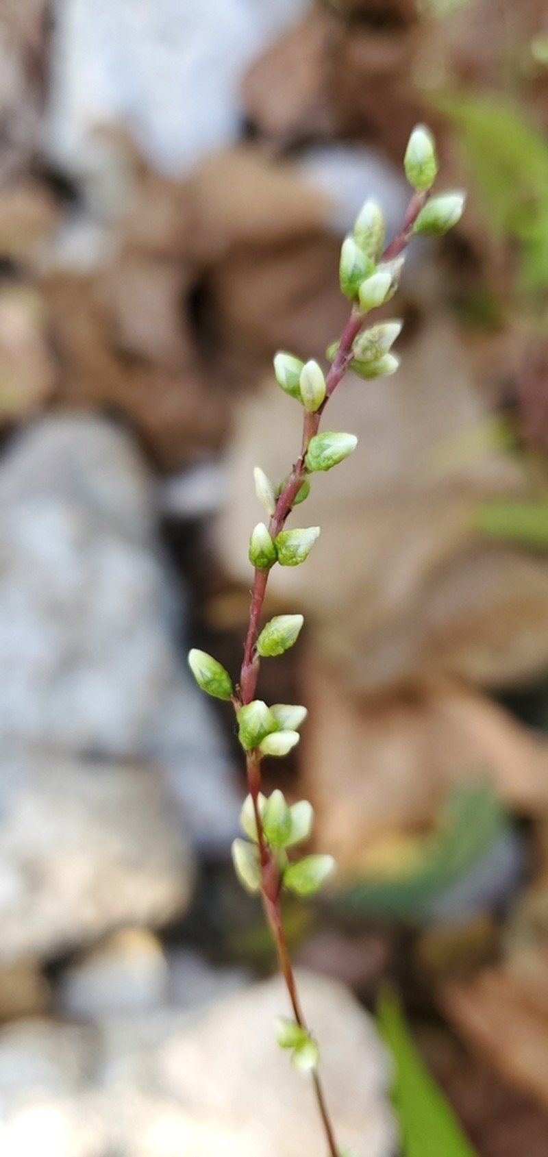 Dotted Smartweed photo 5