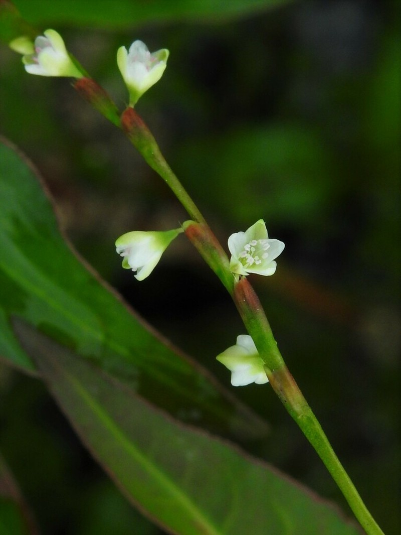 Dotted Smartweed photo 6