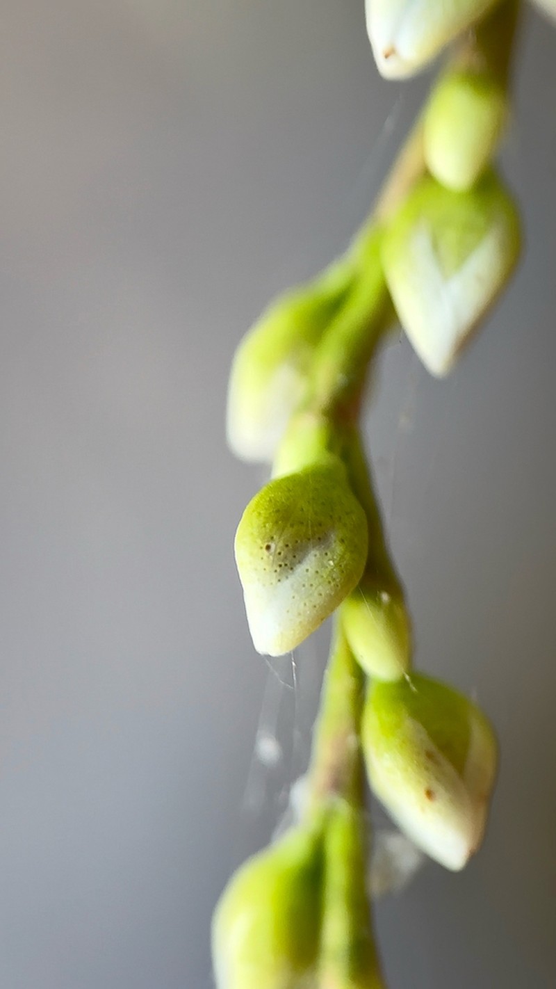 Dotted Smartweed photo 7