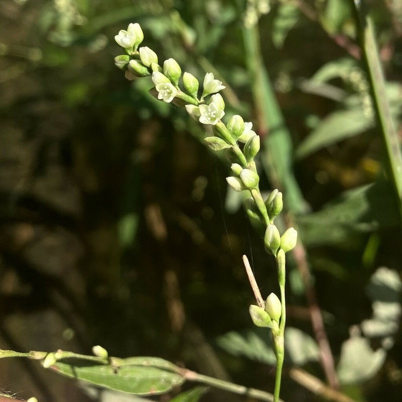 Dotted Smartweed photo 8