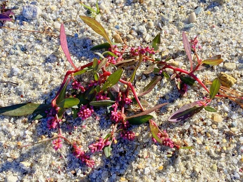Persicaria puritanorum