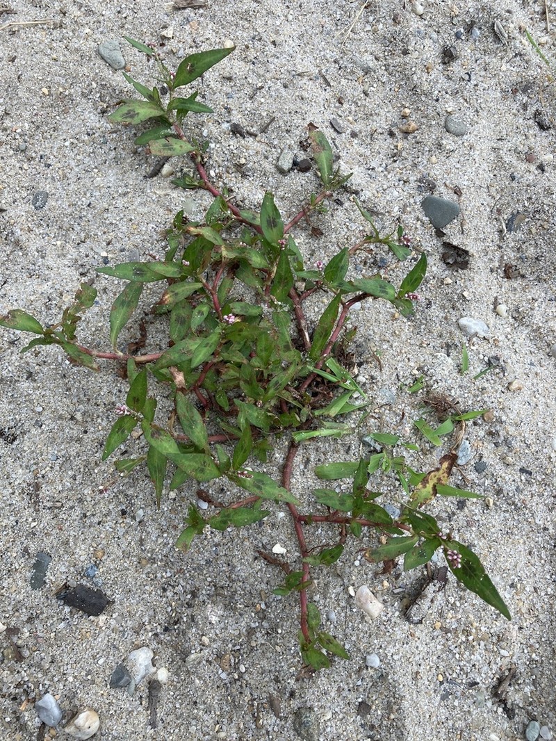 Persicaria puritanorum photo 2