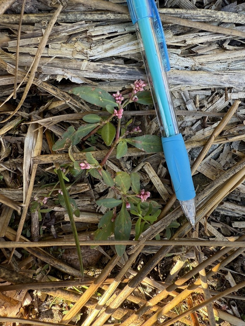 Persicaria puritanorum photo 3