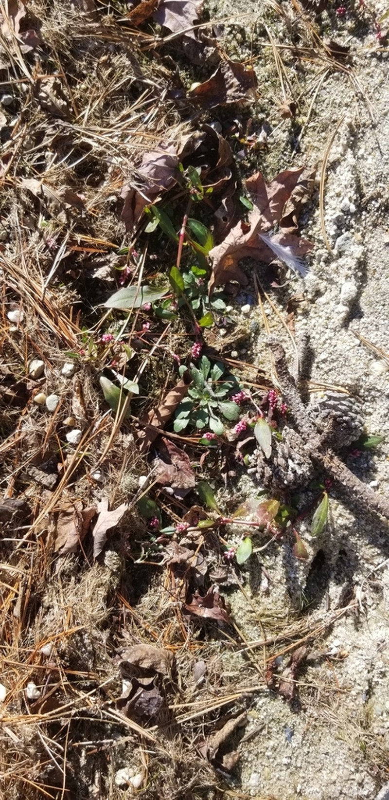 Persicaria puritanorum photo 4