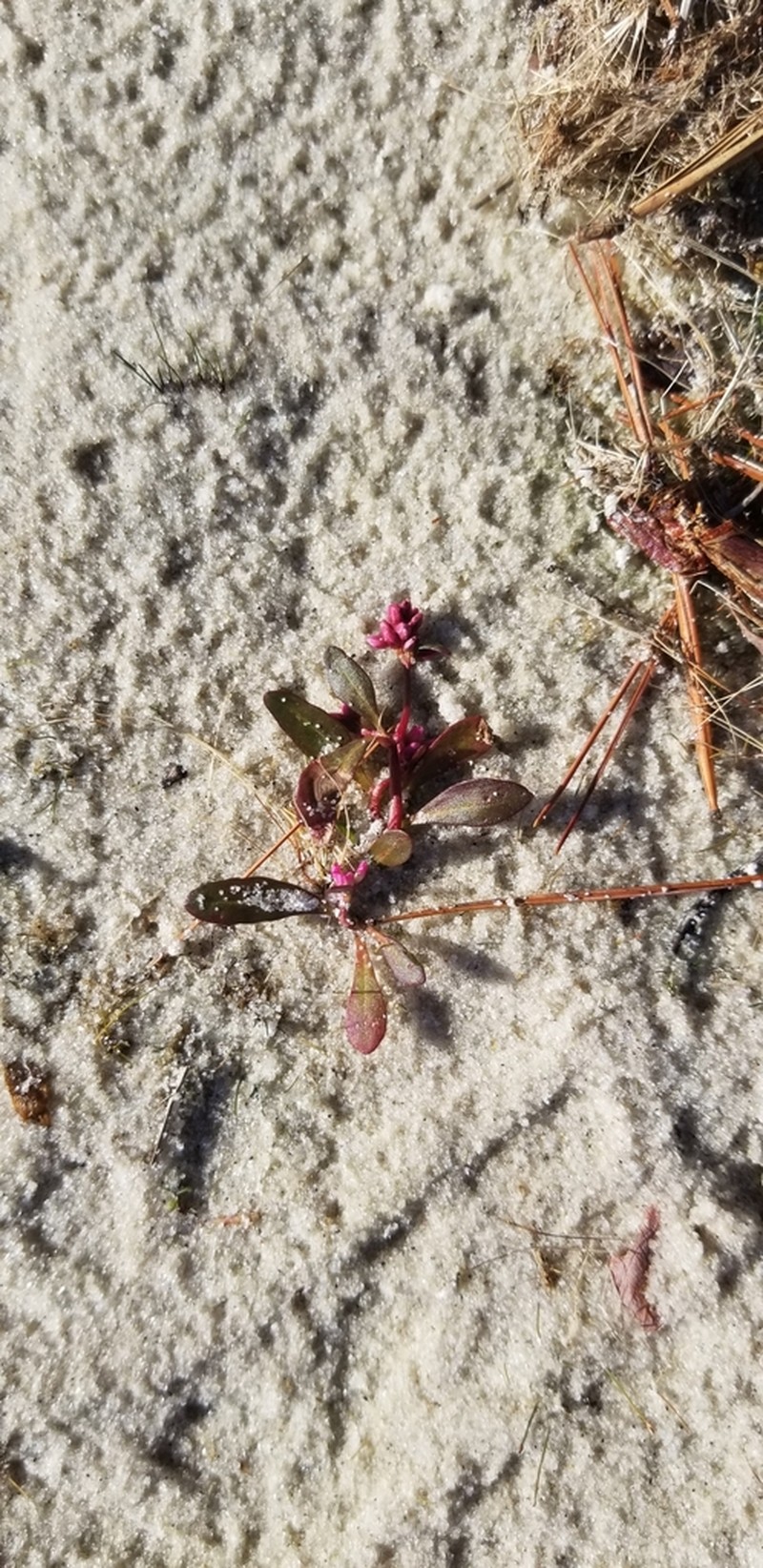 Persicaria puritanorum photo 5