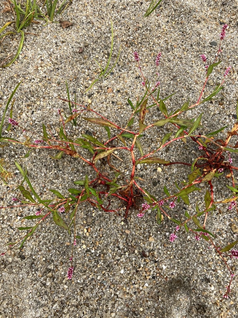 Persicaria puritanorum photo 6