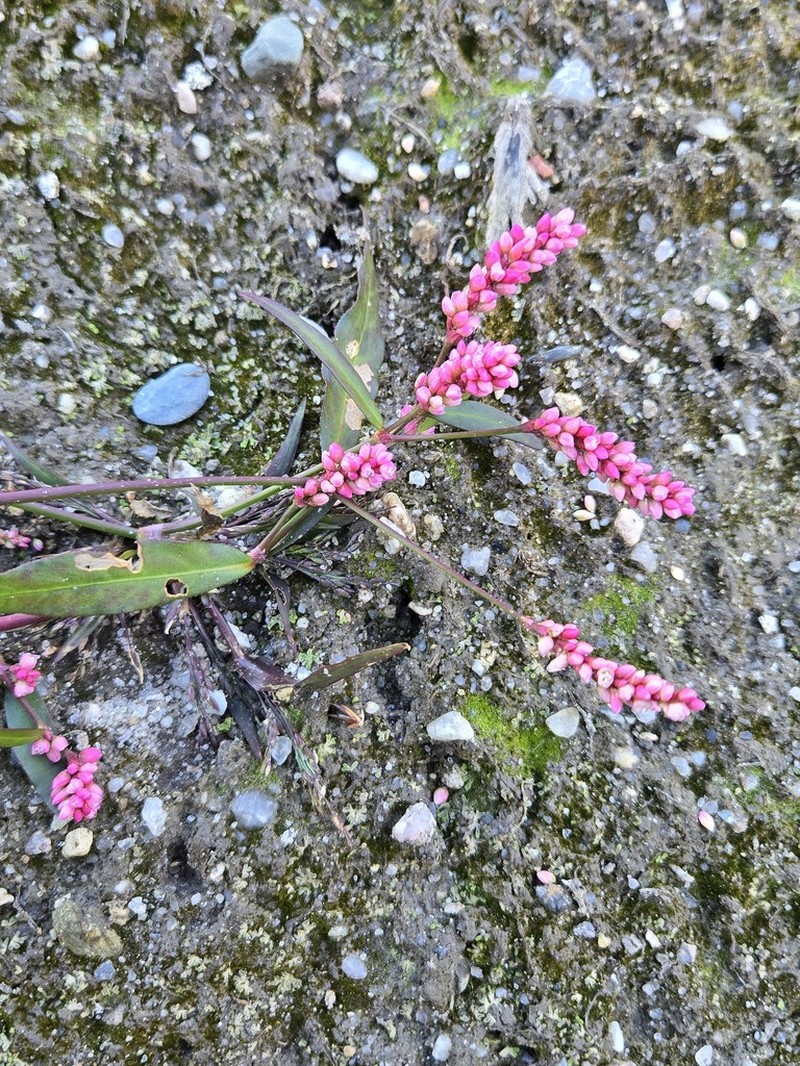 Persicaria puritanorum photo 7
