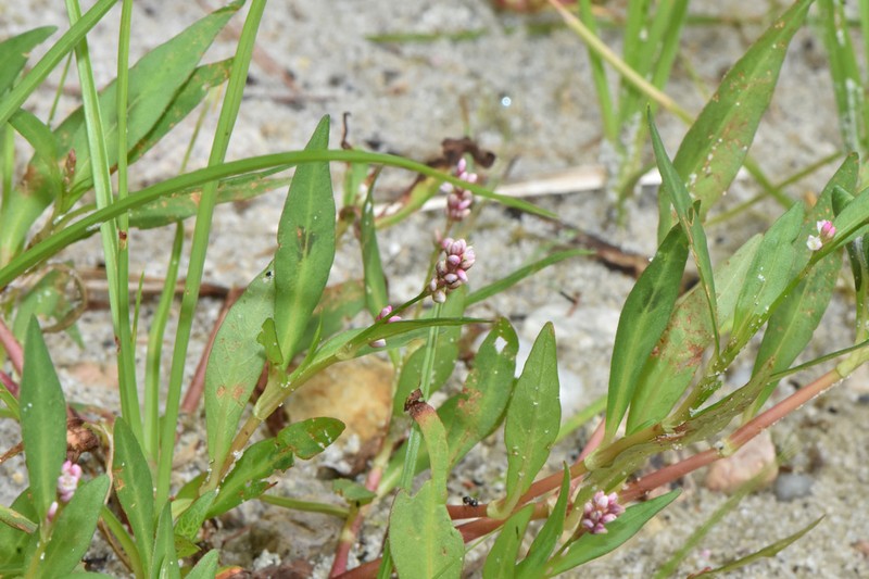 Persicaria puritanorum photo 8
