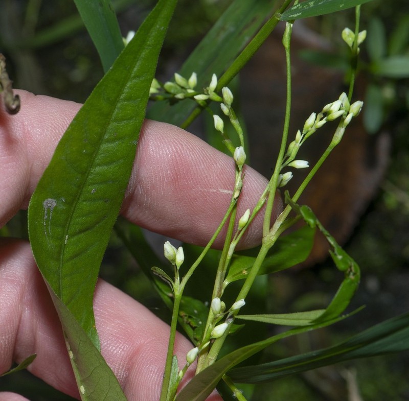 Stout Smartweed