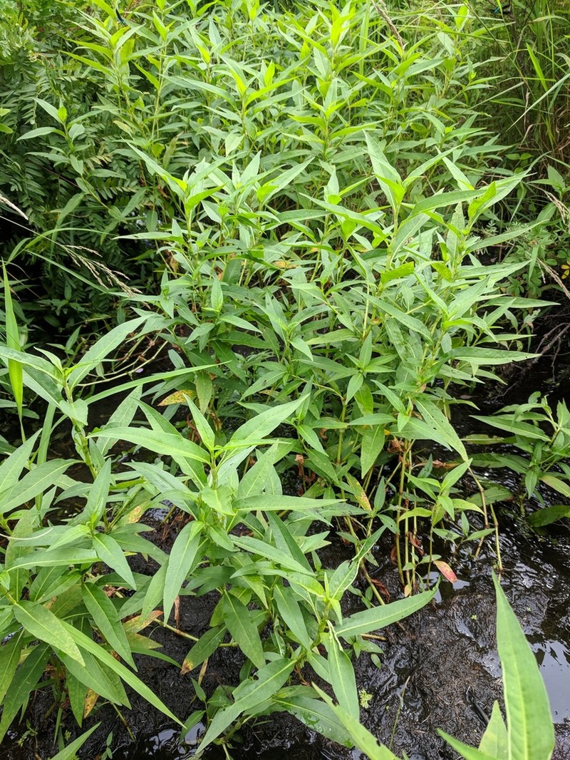Stout Smartweed photo 2