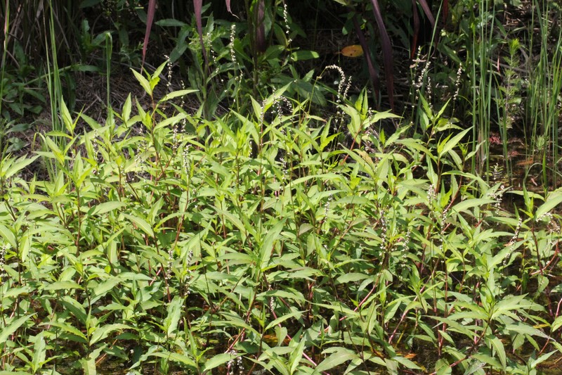 Stout Smartweed photo 3