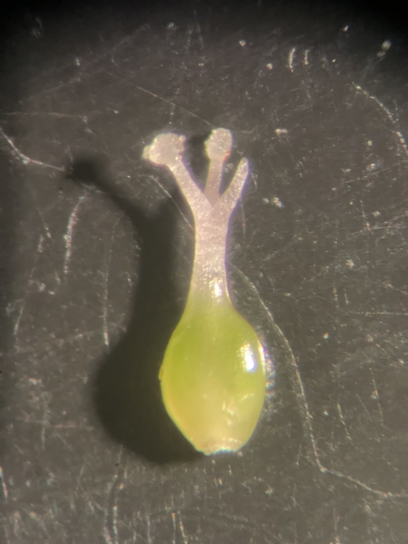 Stout Smartweed photo 4