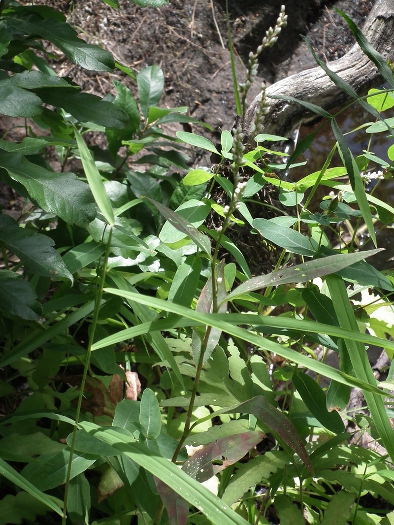 Stout Smartweed photo 5
