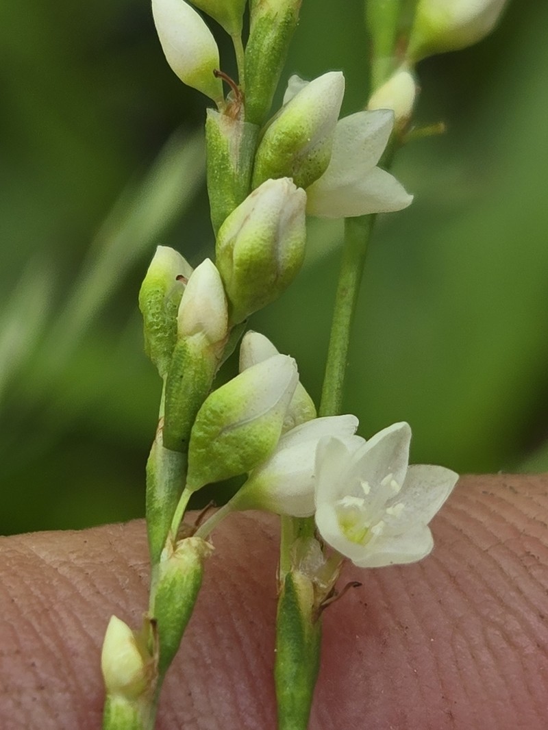 Stout Smartweed photo 6