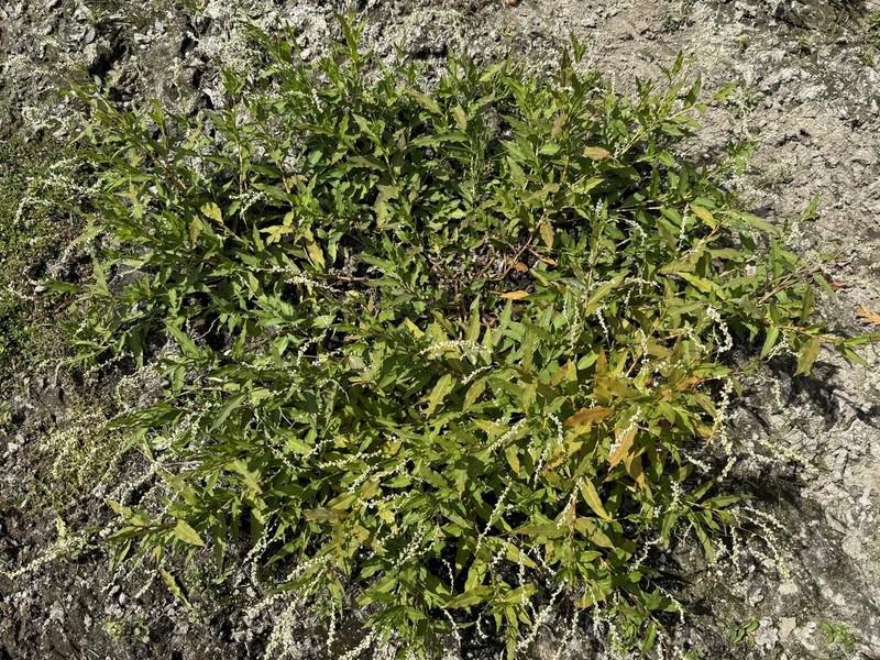 Stout Smartweed photo 7