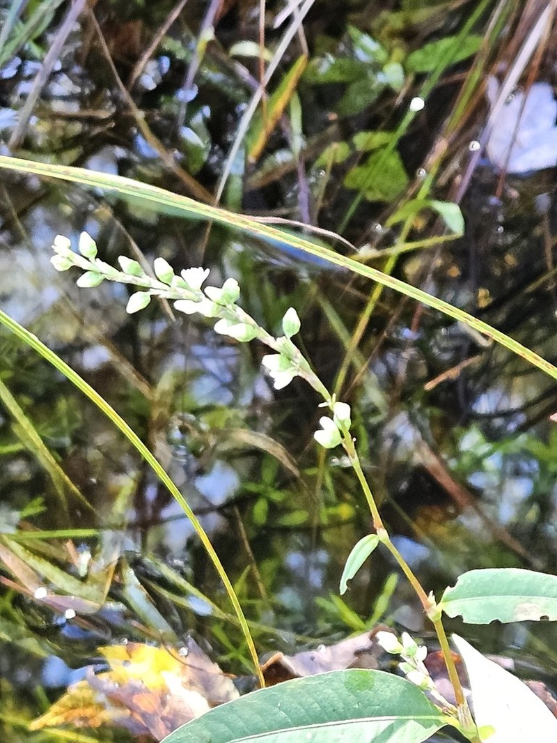 Stout Smartweed photo 8