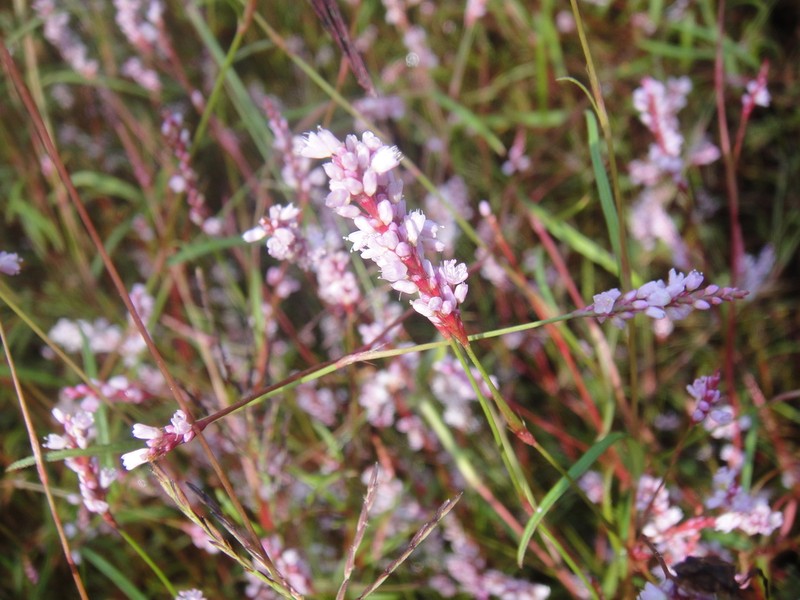 Persicaria rotunda