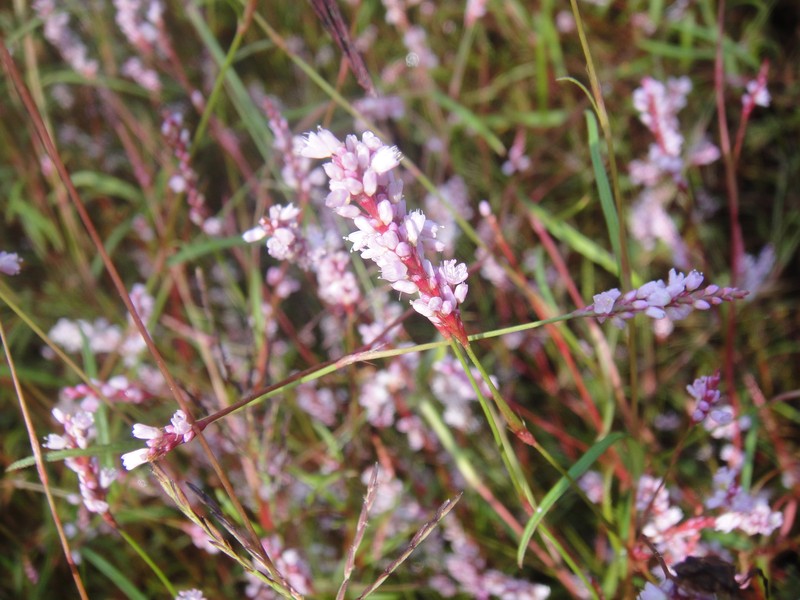 Persicaria rotunda photo 2