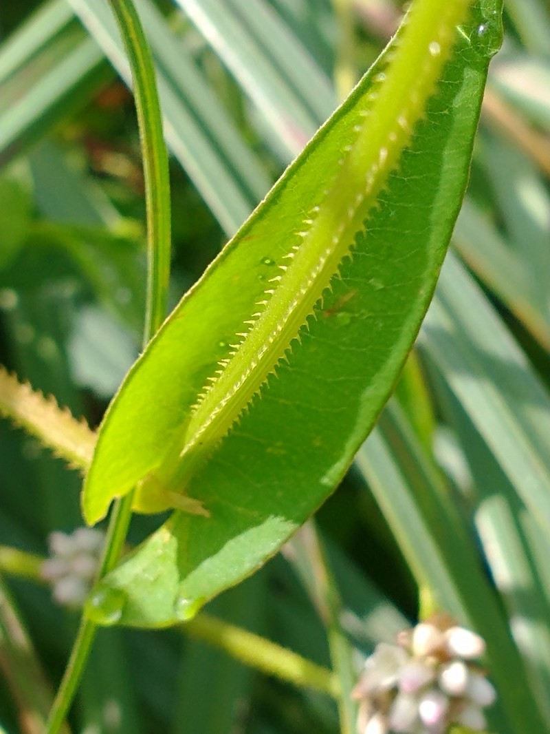 Arrowleaf Tearthumb