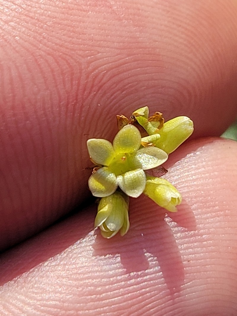 Arrowleaf Tearthumb photo 2