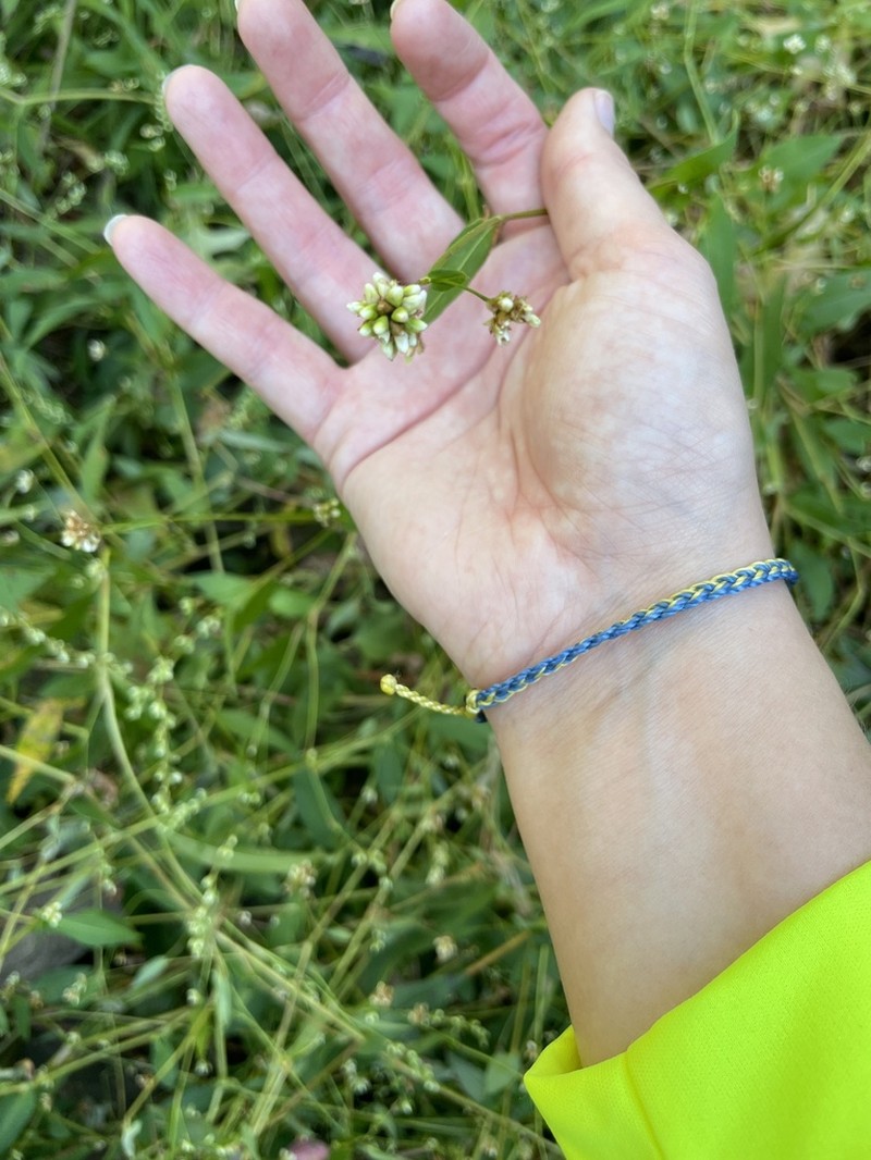 Arrowleaf Tearthumb photo 3