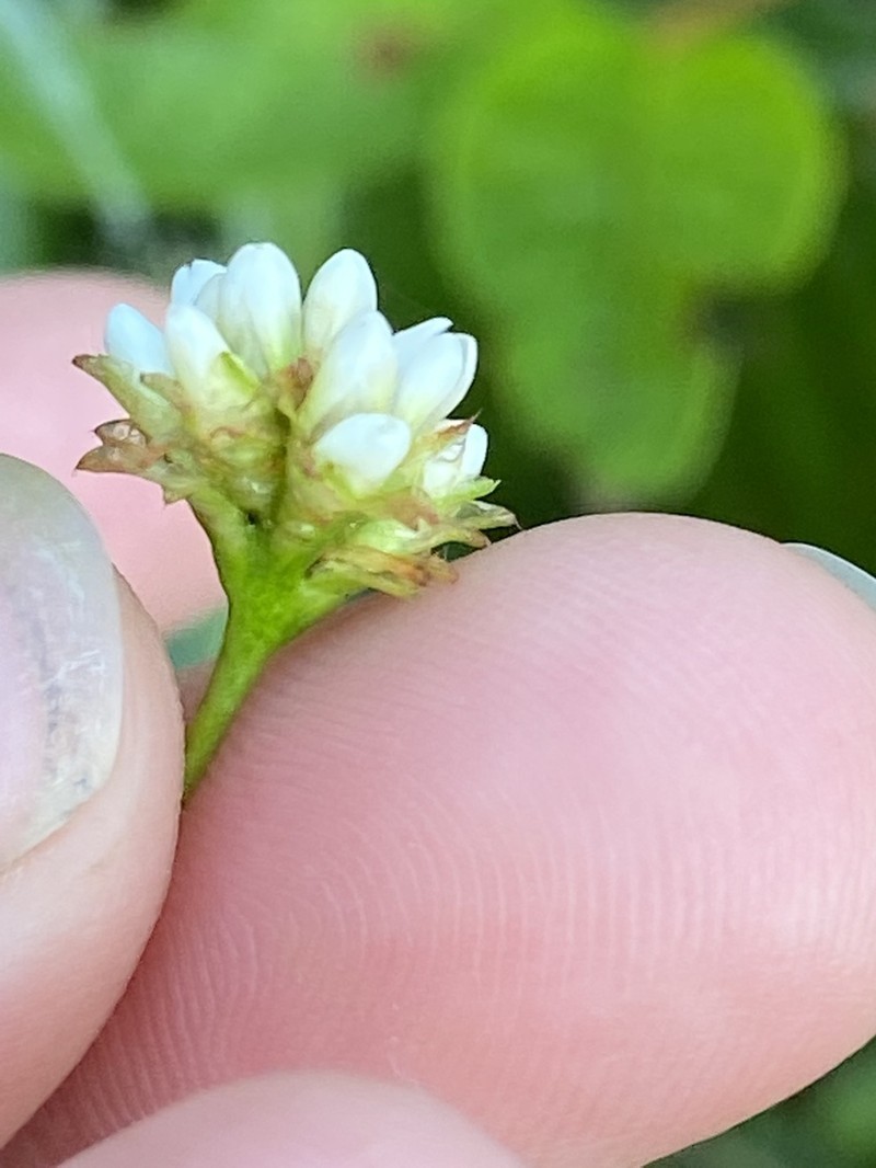 Arrowleaf Tearthumb photo 4