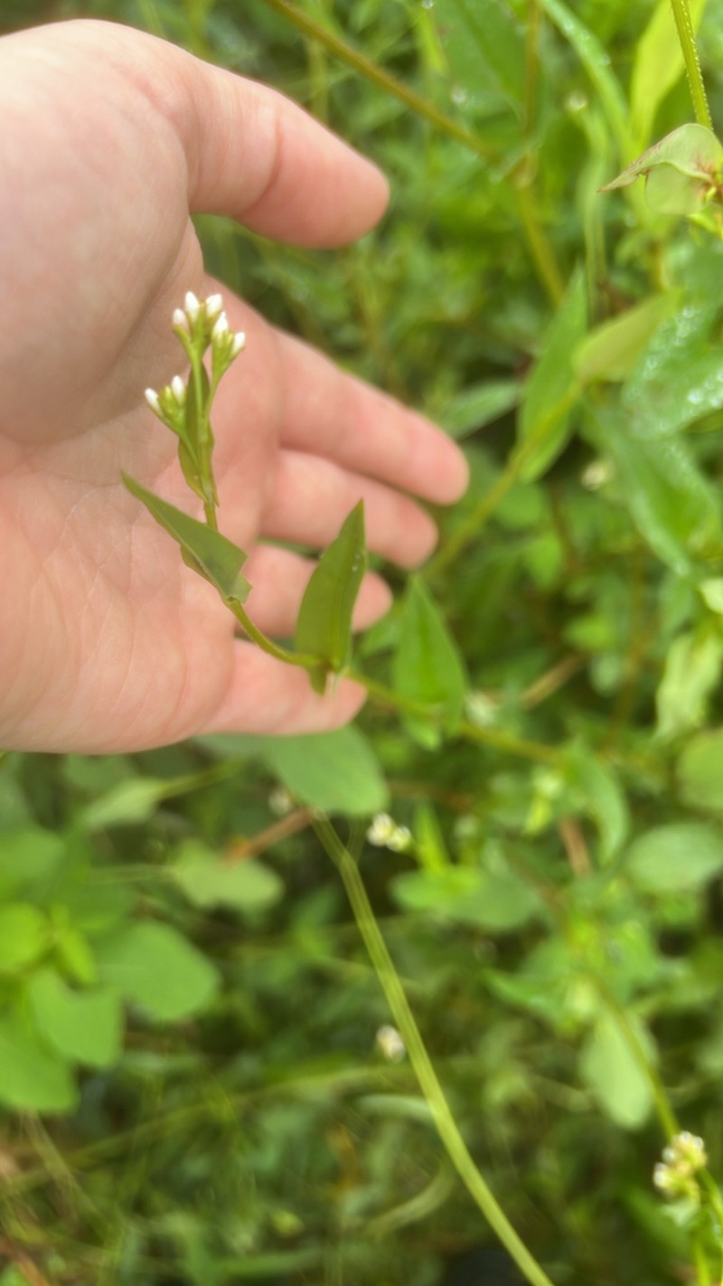 Arrowleaf Tearthumb photo 5
