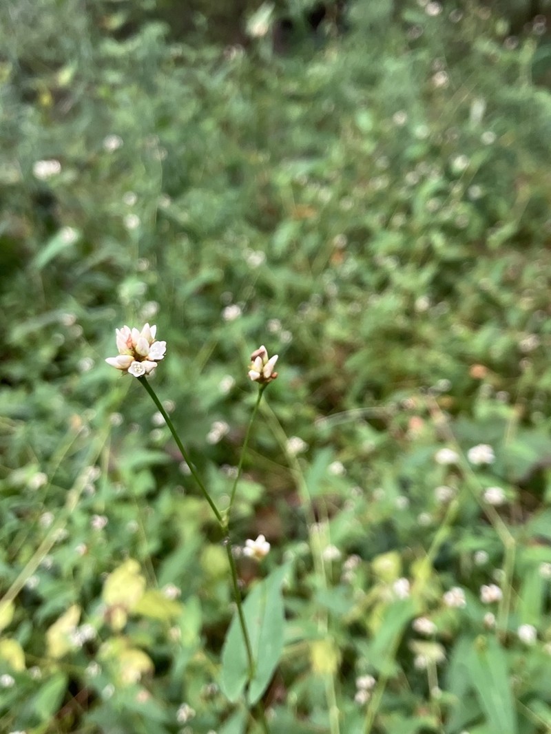 Arrowleaf Tearthumb photo 7