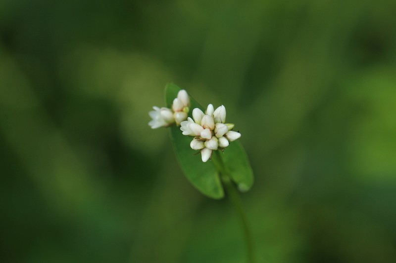 Arrowleaf Tearthumb photo 8